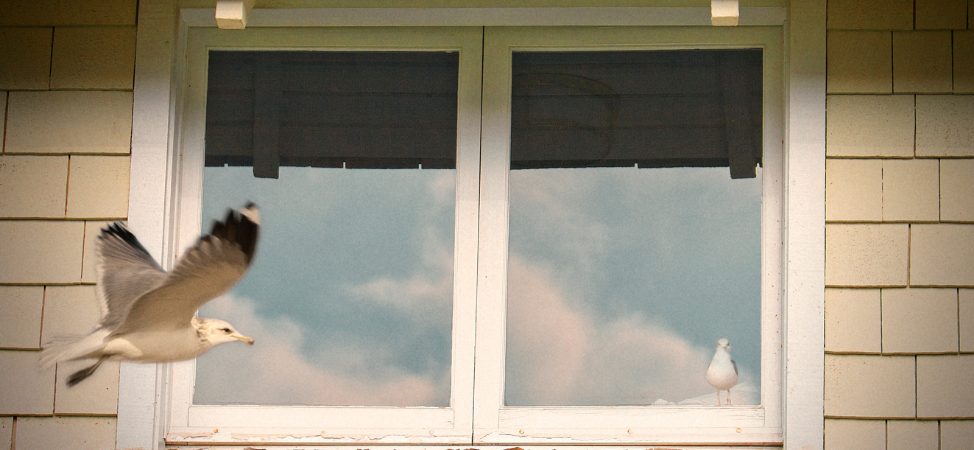 What You Can Do to Avoid Bird and Window Accidents at Home